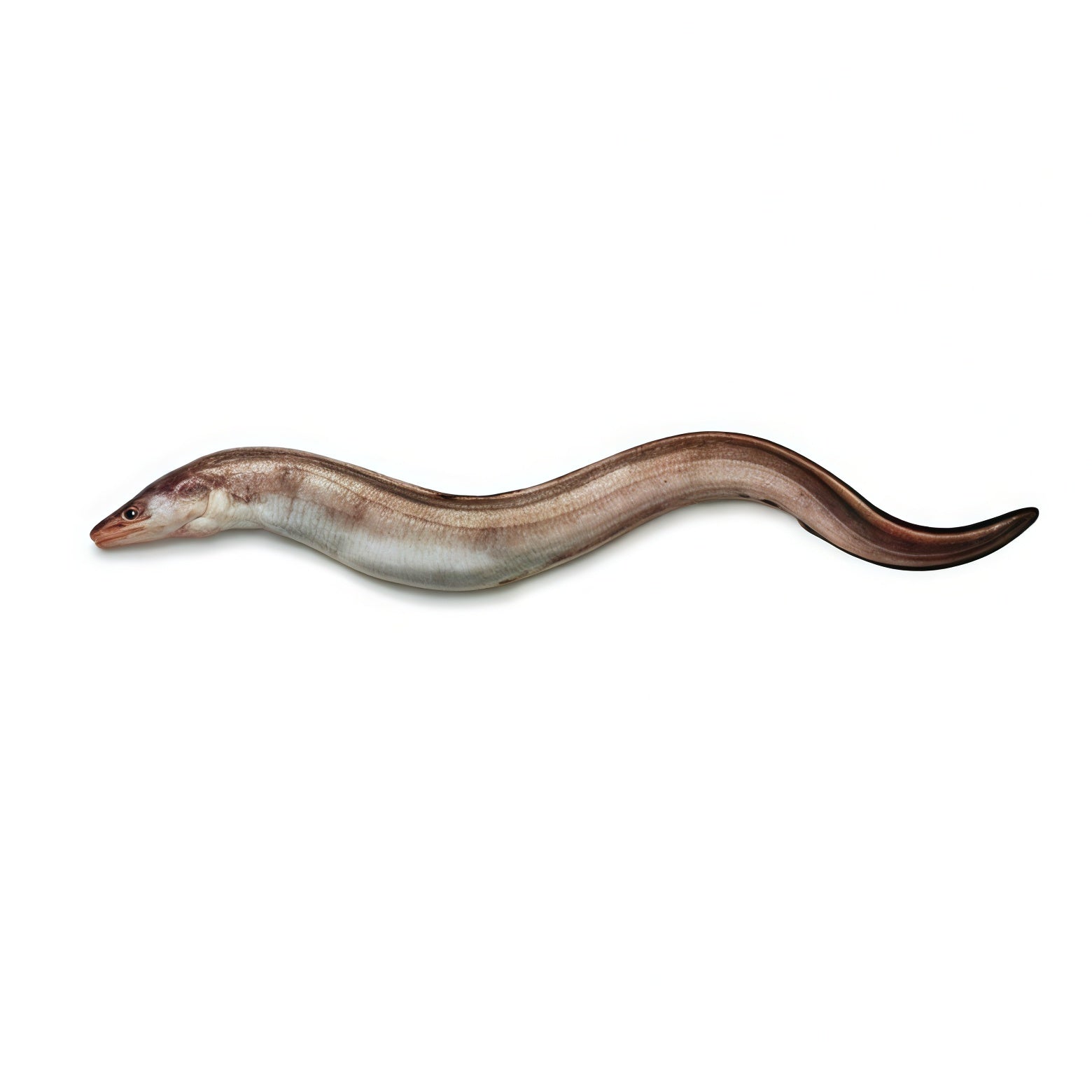 Conger Eel (Baam)