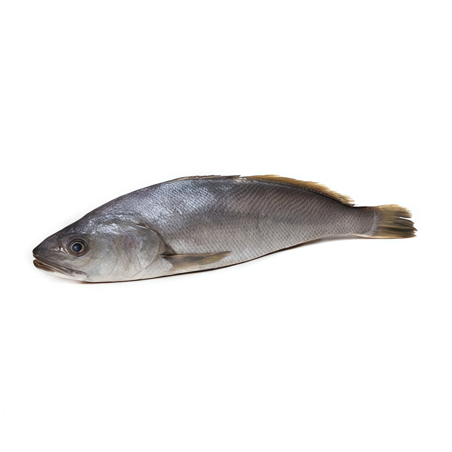 Croaker (Mushka)