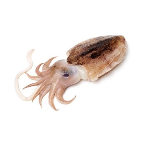 Cuttlefish
(Cuttle)