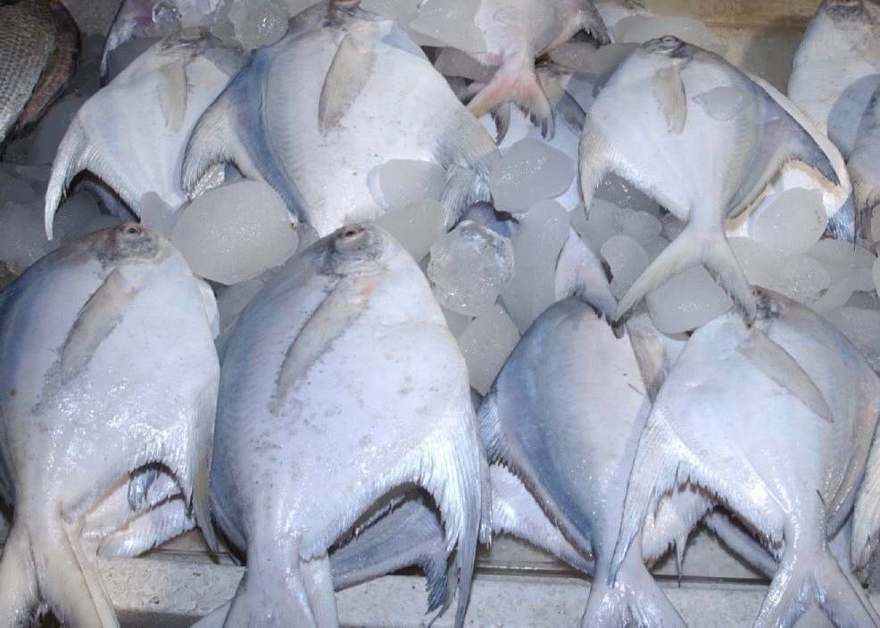 SEA FISH