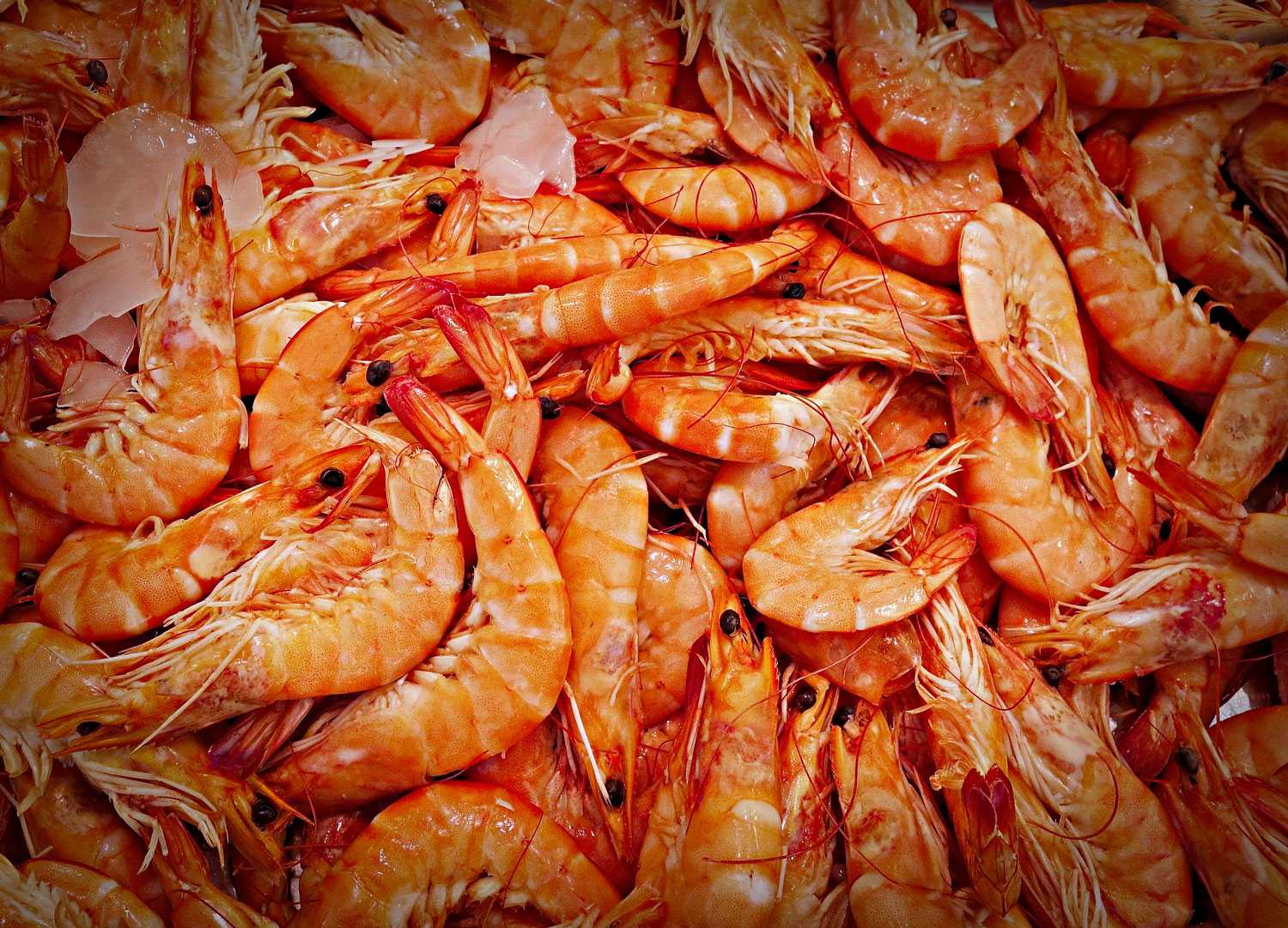 PRAWNS