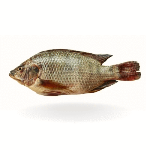 Tilapia (Daiyya)