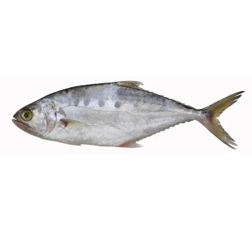 Queenfish (Saram)