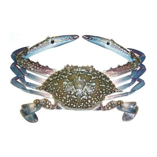 Blue Swimmer Crab  (Nila Kekra)