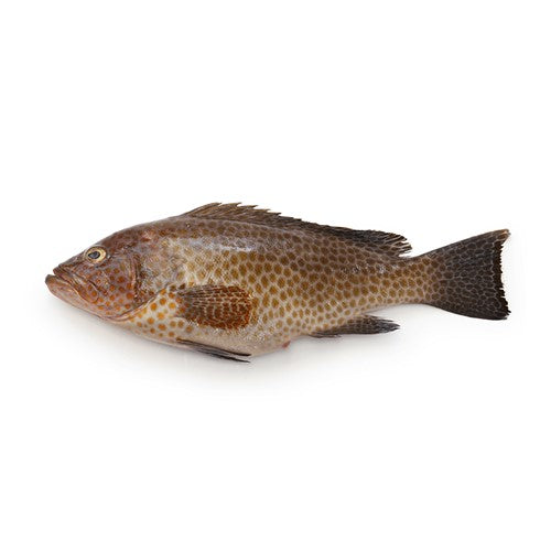 Hamour (Ghissar)