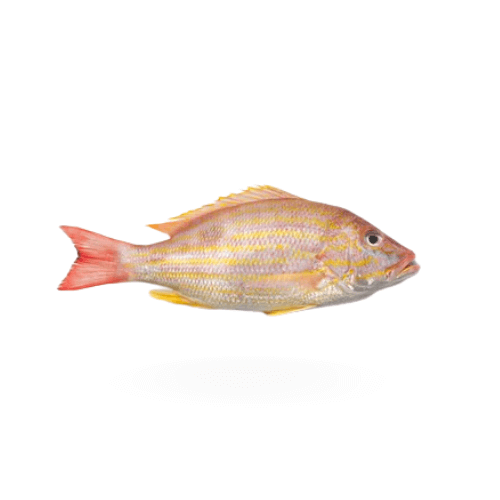 Lane Snapper (Kanulcha)