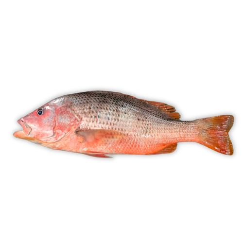 Red Snapper (Heera)