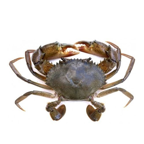 Mud Crab  (Kekra)