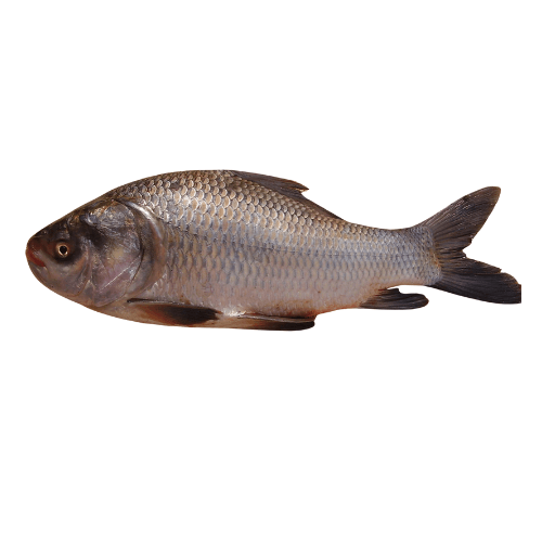 Catla ( Catla )