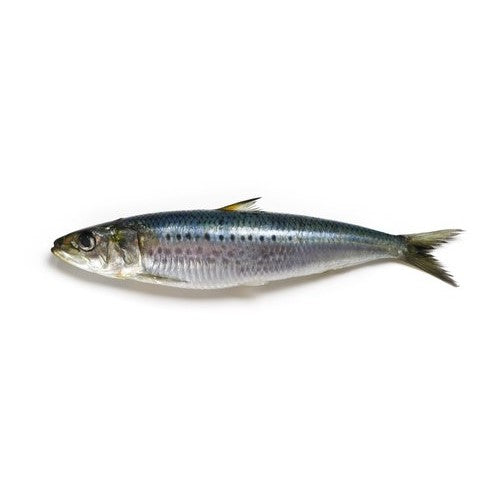 Sardine (Luar)