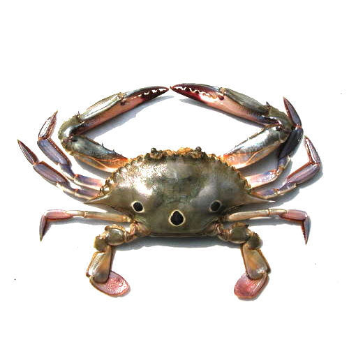 Three Spot Crab  (Tikkari)