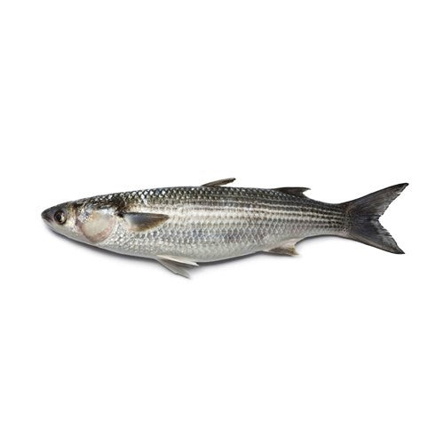 Mullet (Boi)