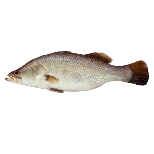 Asian Sea Bass (Daangri)