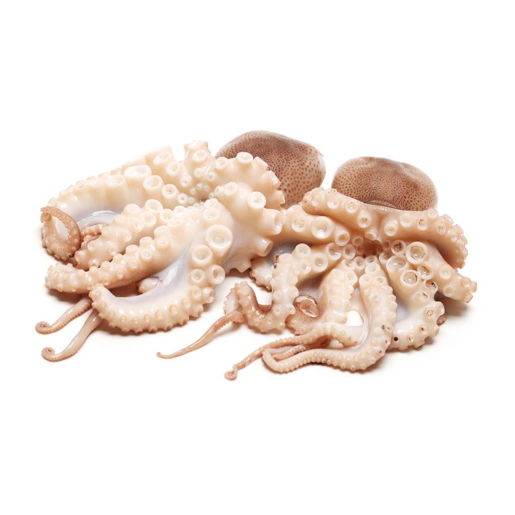 Octopus

(Pichangra)