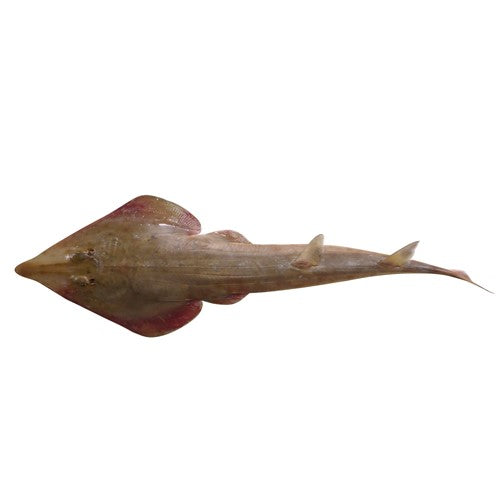 Guitarfish

(Serol)