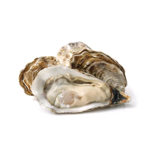 Oyster

(Kadda)