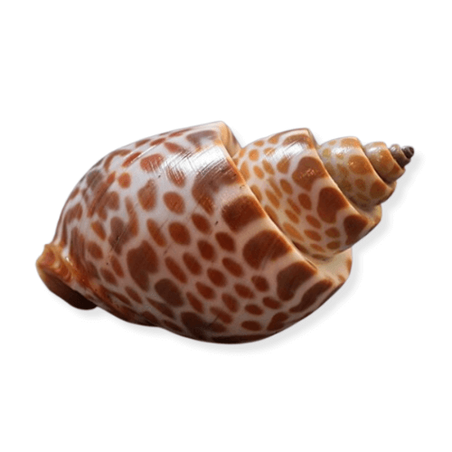 Top Shell

(Seepi)