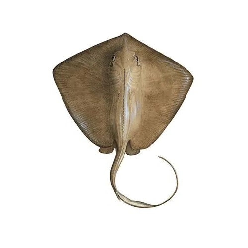 Stingray

(Pittan)