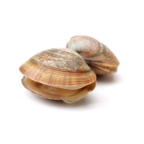 Surf Clams

(Seep)