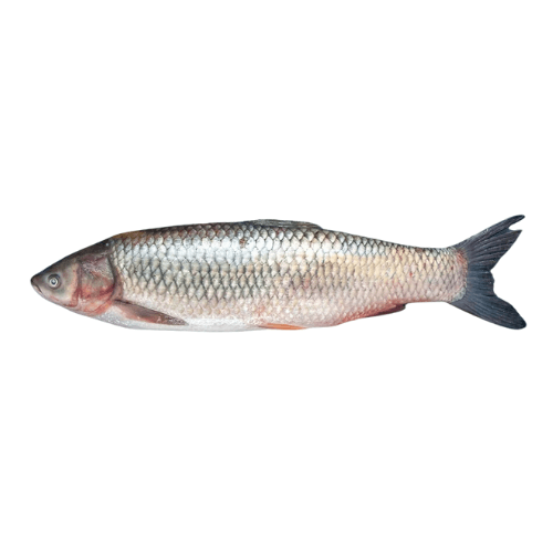 Mrigal Carp ( Murathi )
