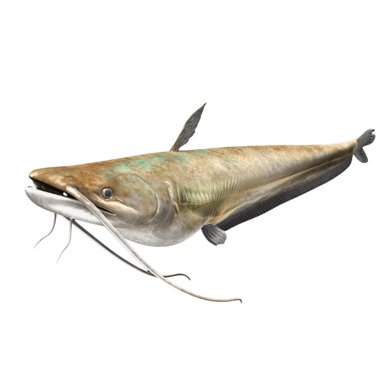 Wallago (Malli)