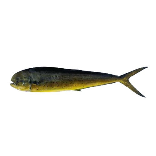 Mahi Mahi (Amloshk)