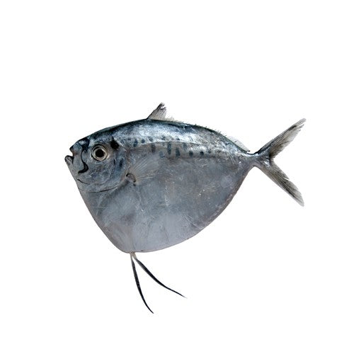 Moonfish (Chandni)
